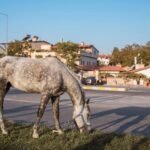 A gray horse grazes peacefully on grass in a sunny urban setting with buildings and trees.